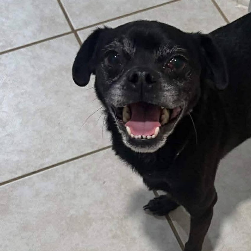 Enlarge Ollie, a Adoptable Pug in Guilford, CT image 1/3