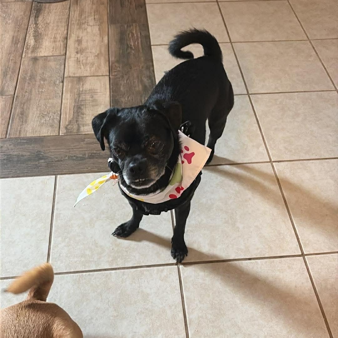 Enlarge Ollie, a Adoptable Pug in Guilford, CT image 1/4