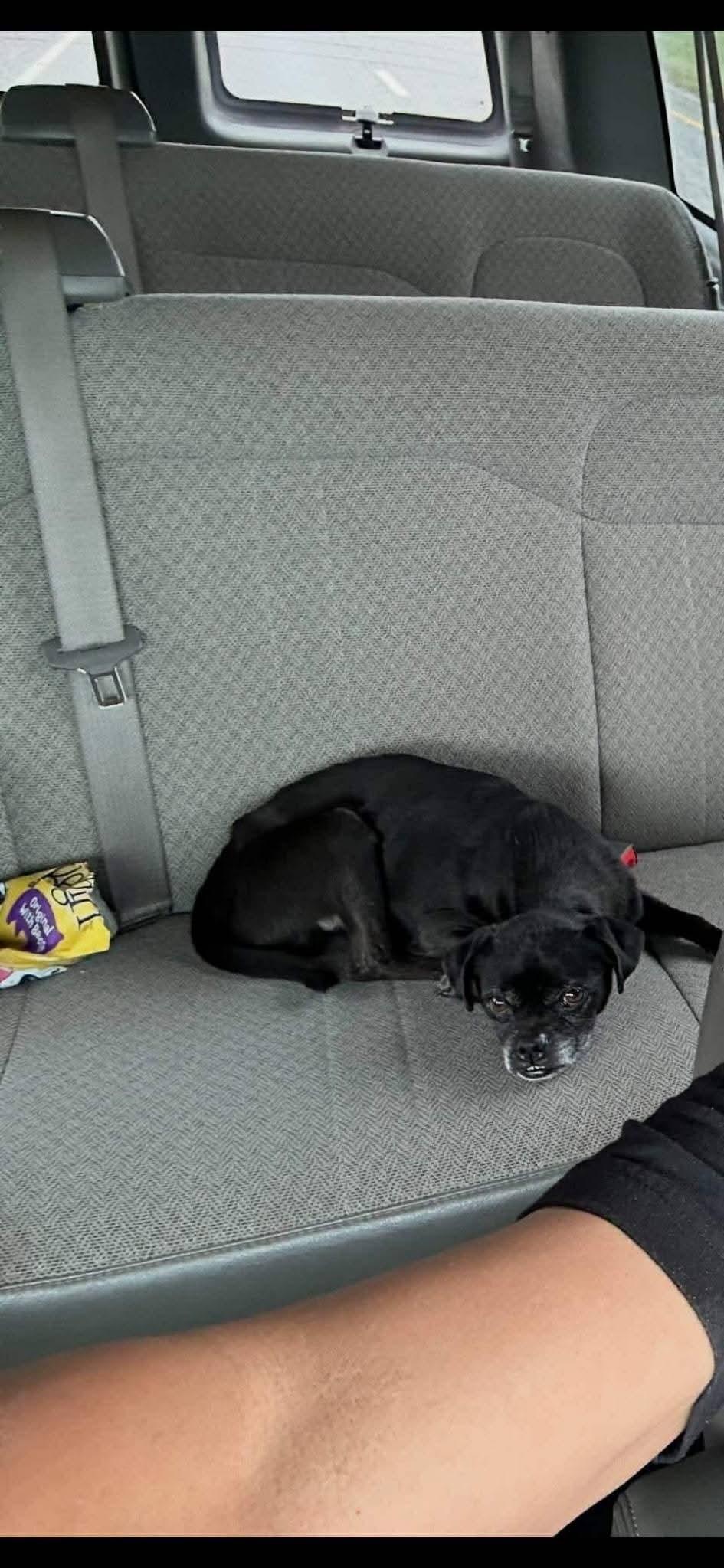 Enlarge Ollie, a Adoptable Pug in Guilford, CT image 3/3