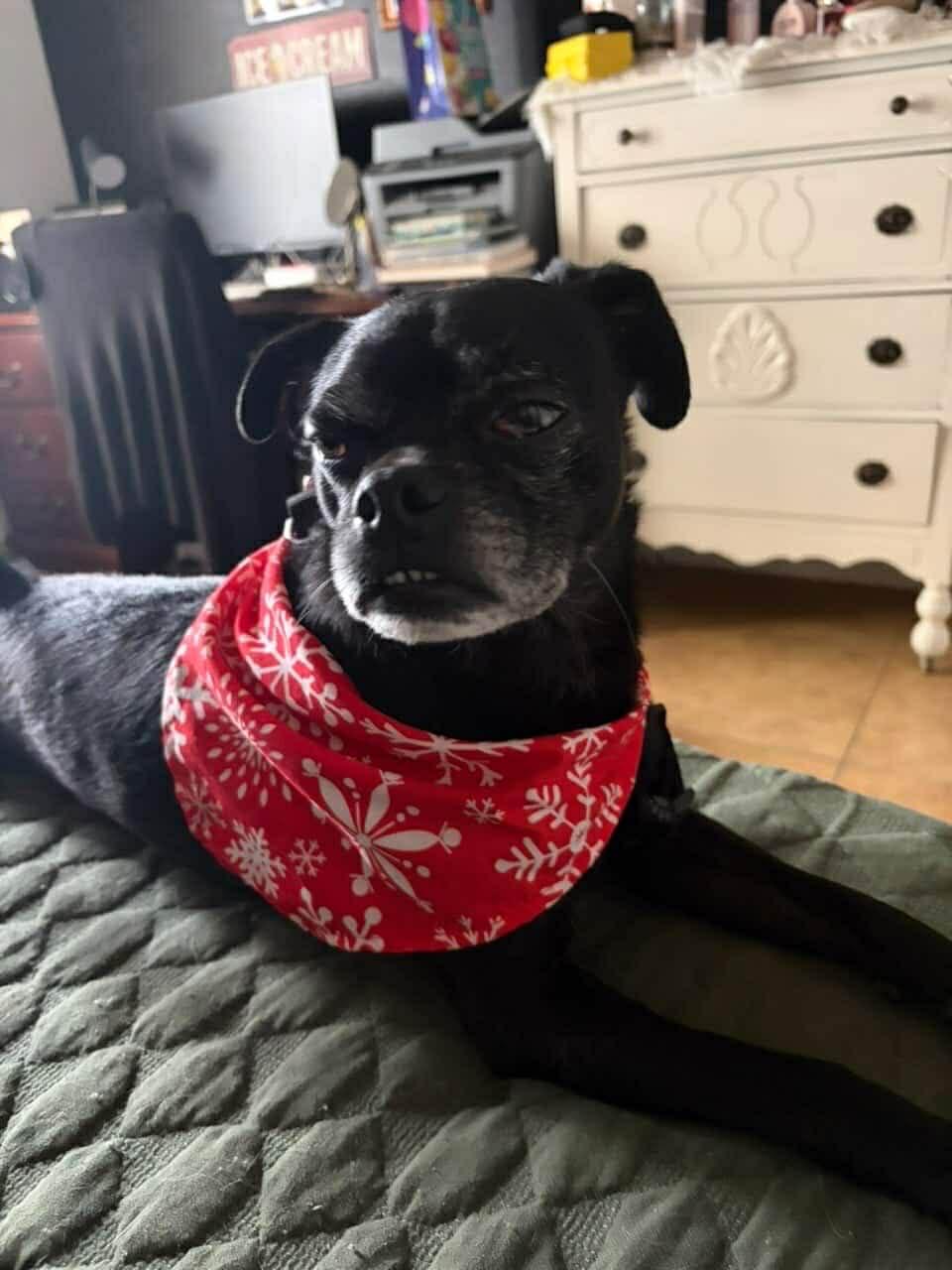 Enlarge Ollie, a Adoptable Pug in Guilford, CT image 4/4