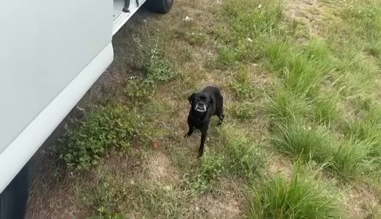 Enlarge Ollie, a Adoptable Pug in Guilford, CT video 2/3