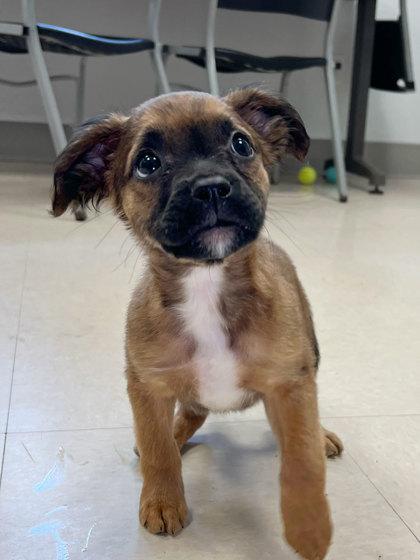 Enlarge Coral, a Adoptable mixed breed in Elmira, NY image 1/1