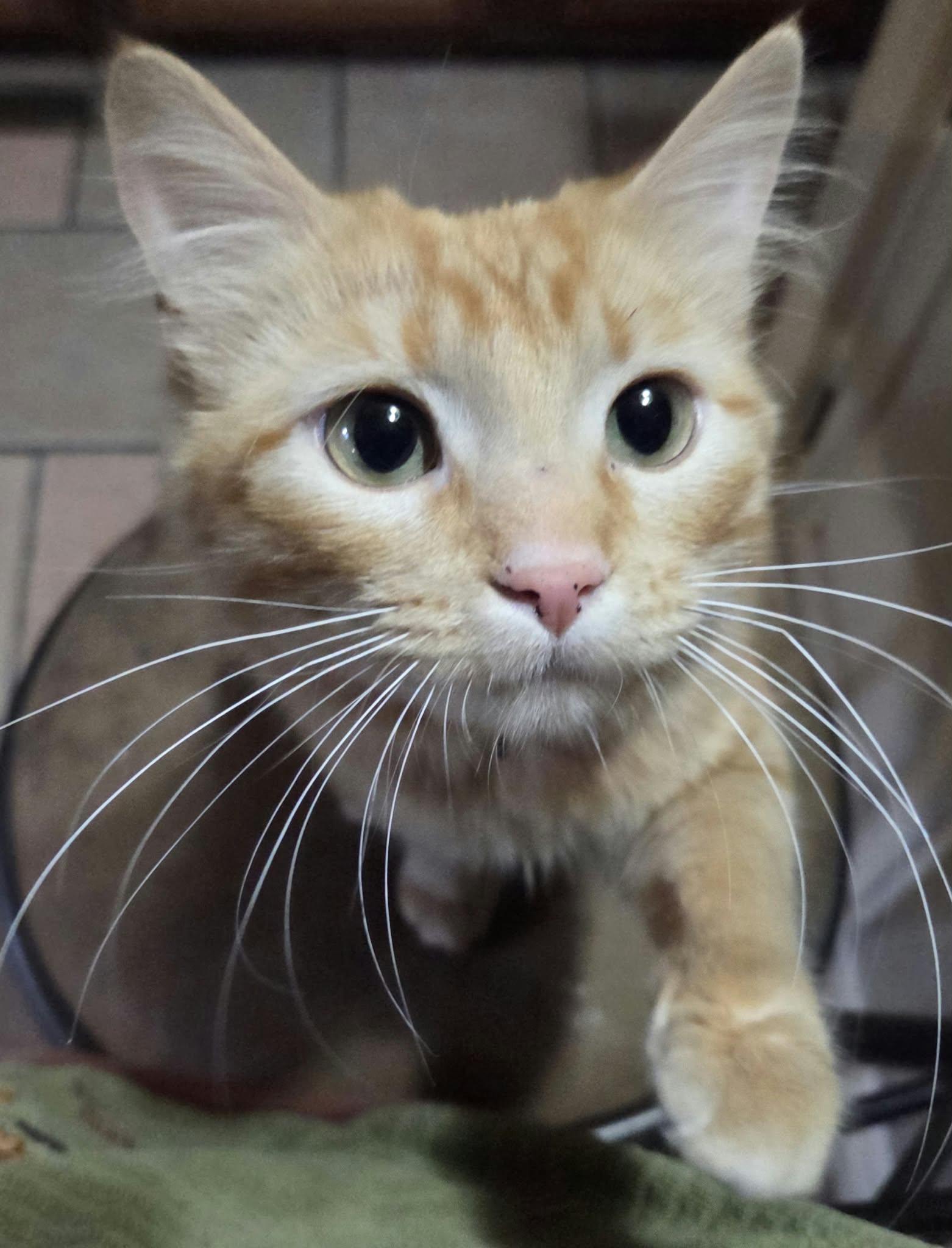 Enlarge Clementine, a Adoptable Domestic Medium Hair in Clay, NY image 2/3