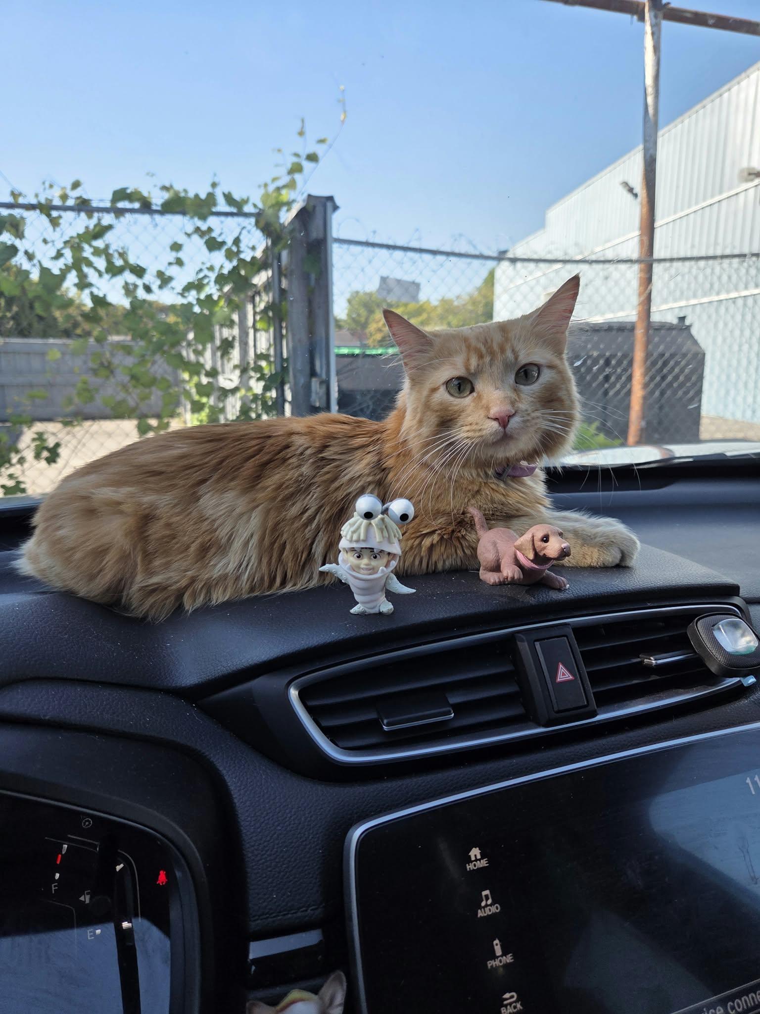 Clementine, Adoptable, Young Female Domestic Medium Hair.