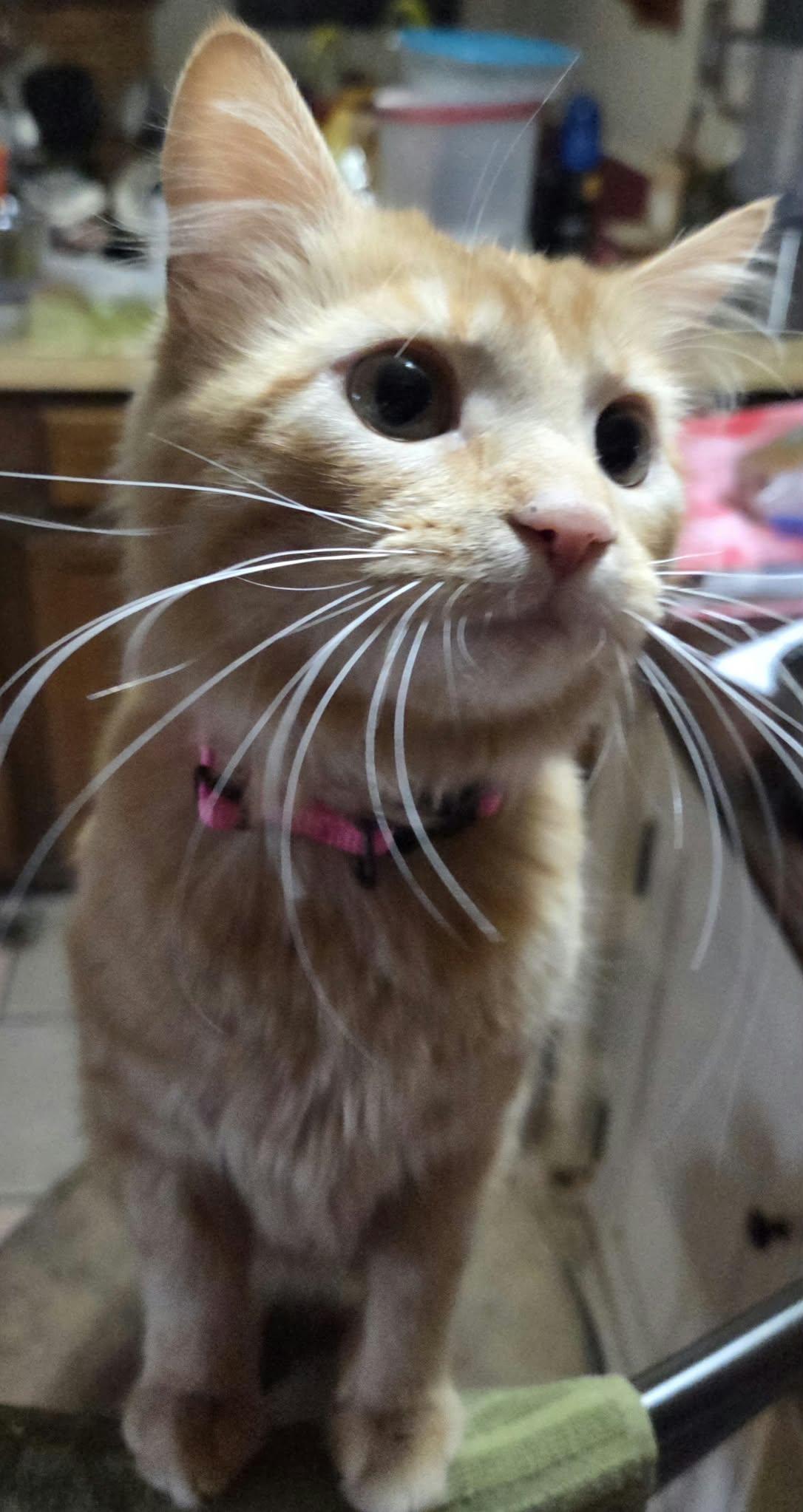 Enlarge Clementine, a Adoptable Domestic Medium Hair in Clay, NY image 3/3