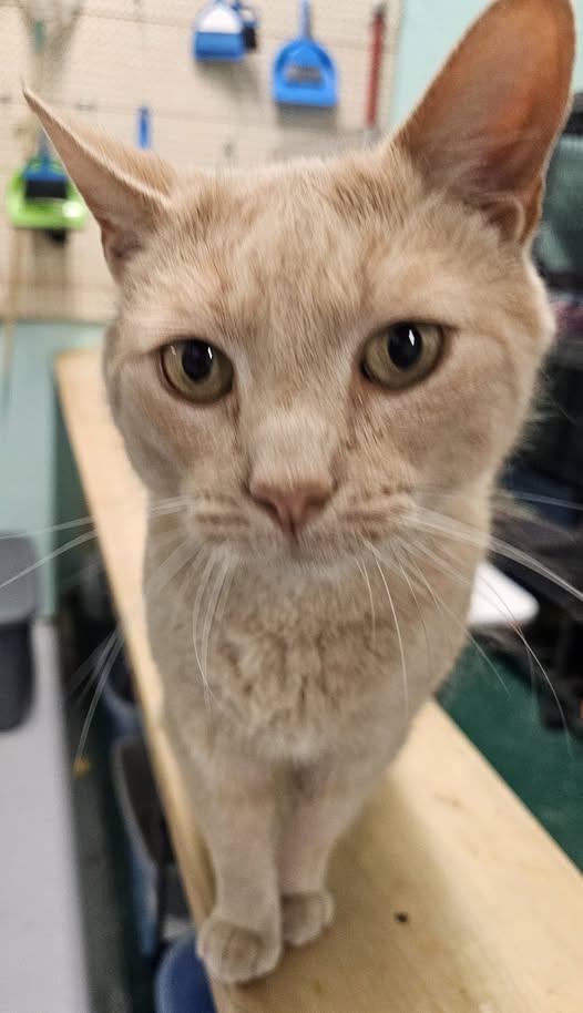 Enlarge Cooper, a Adoptable Domestic Short Hair in Caribou, ME image 1/1