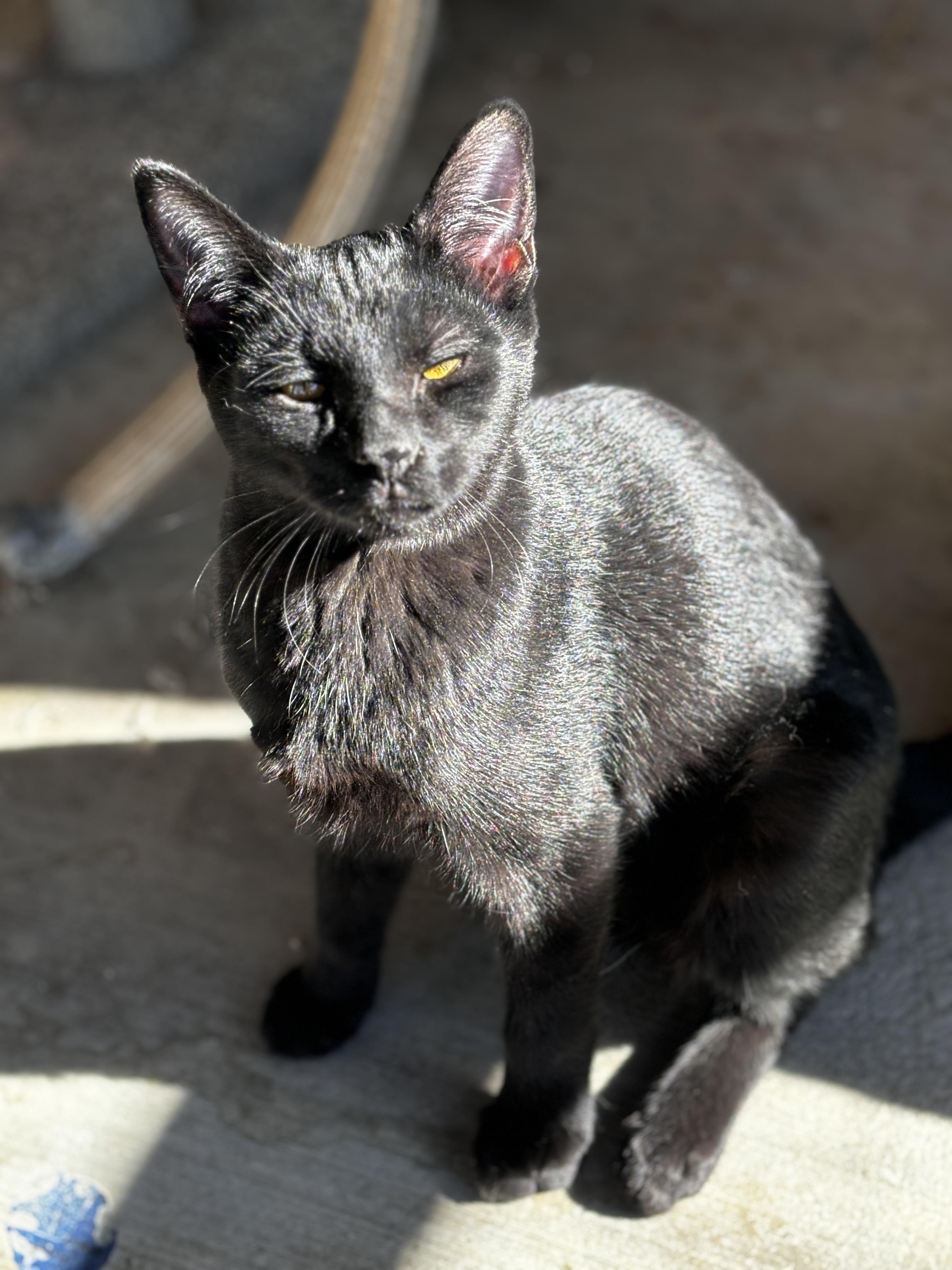 Solomon, a Adoptable Domestic Short Hair in Helendale, CA image 1/2