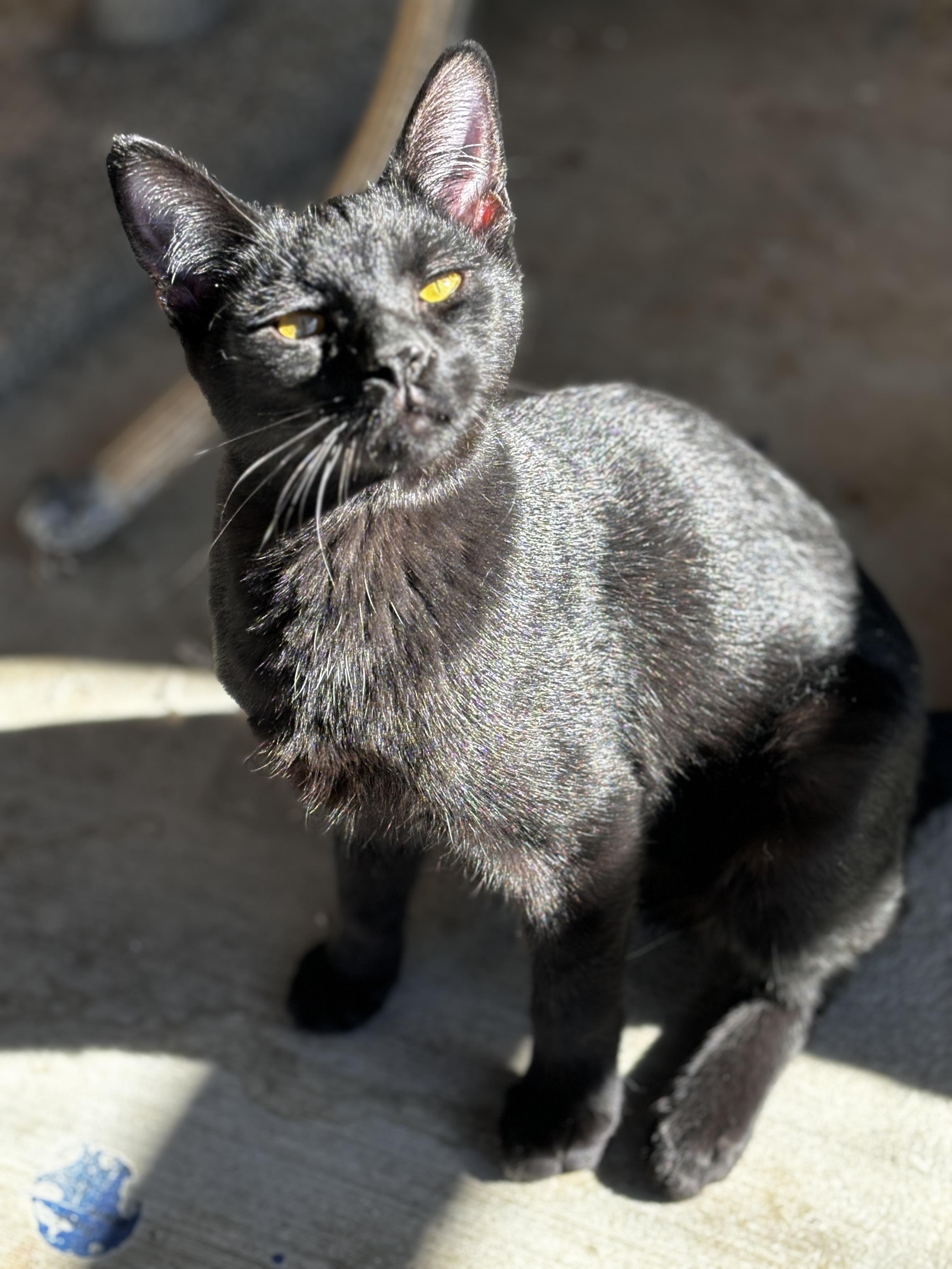 Solomon, a Adoptable Domestic Short Hair in Helendale, CA image 2/2