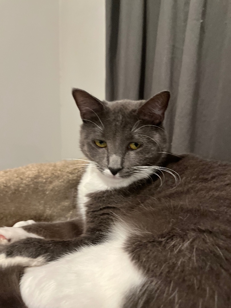 Tamale , Adoptable, Adult Female Russian Blue & Tuxedo.