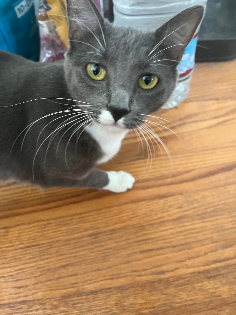 Tamale , a Adoptable mixed breed in Santa Monica, CA image 4/6