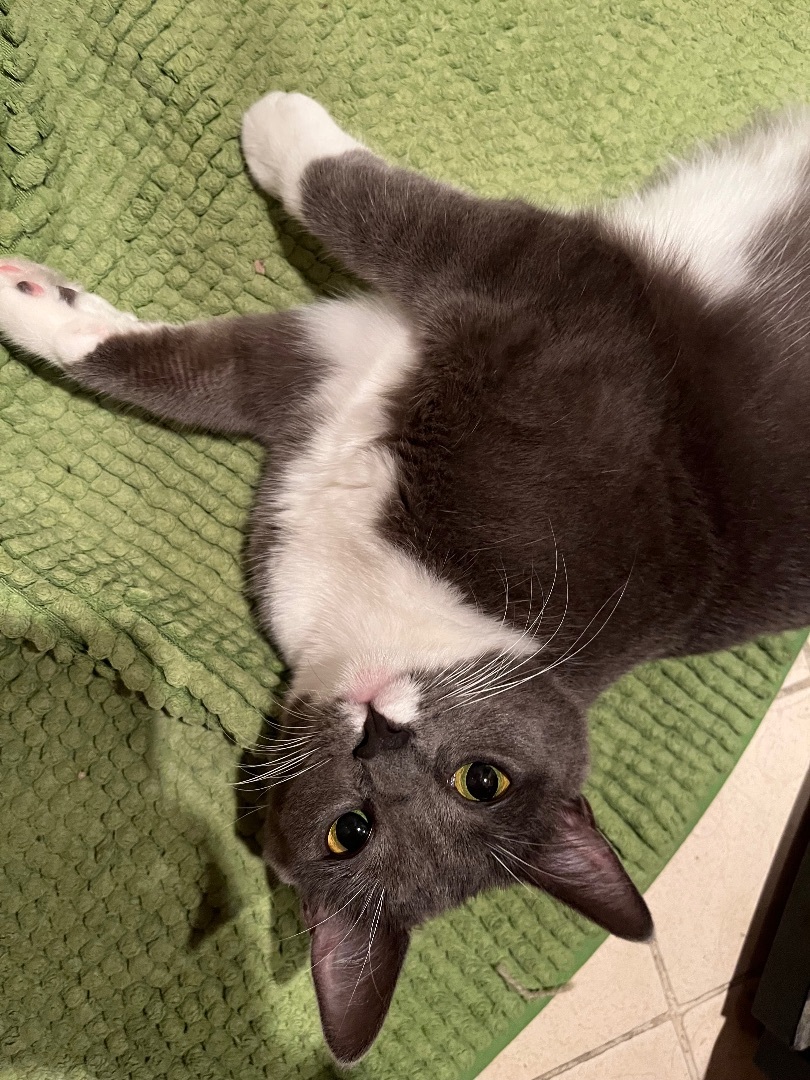 Tamale , a Adoptable mixed breed in Santa Monica, CA image 5/6