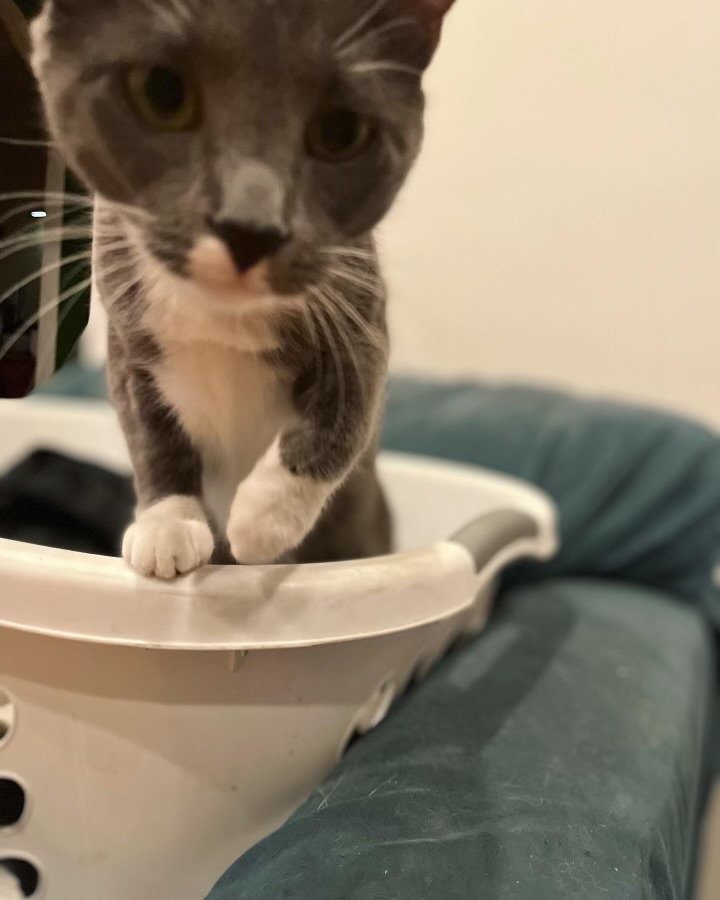 Tamale , a Adoptable mixed breed in Santa Monica, CA image 6/6