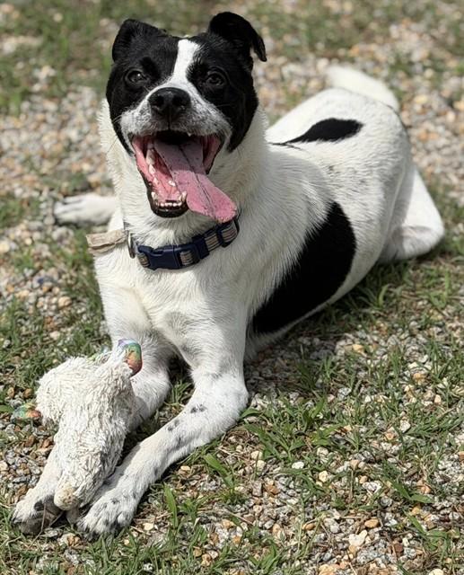 JETHRO, Adoptable, Young Male Parson Russell Terrier.
