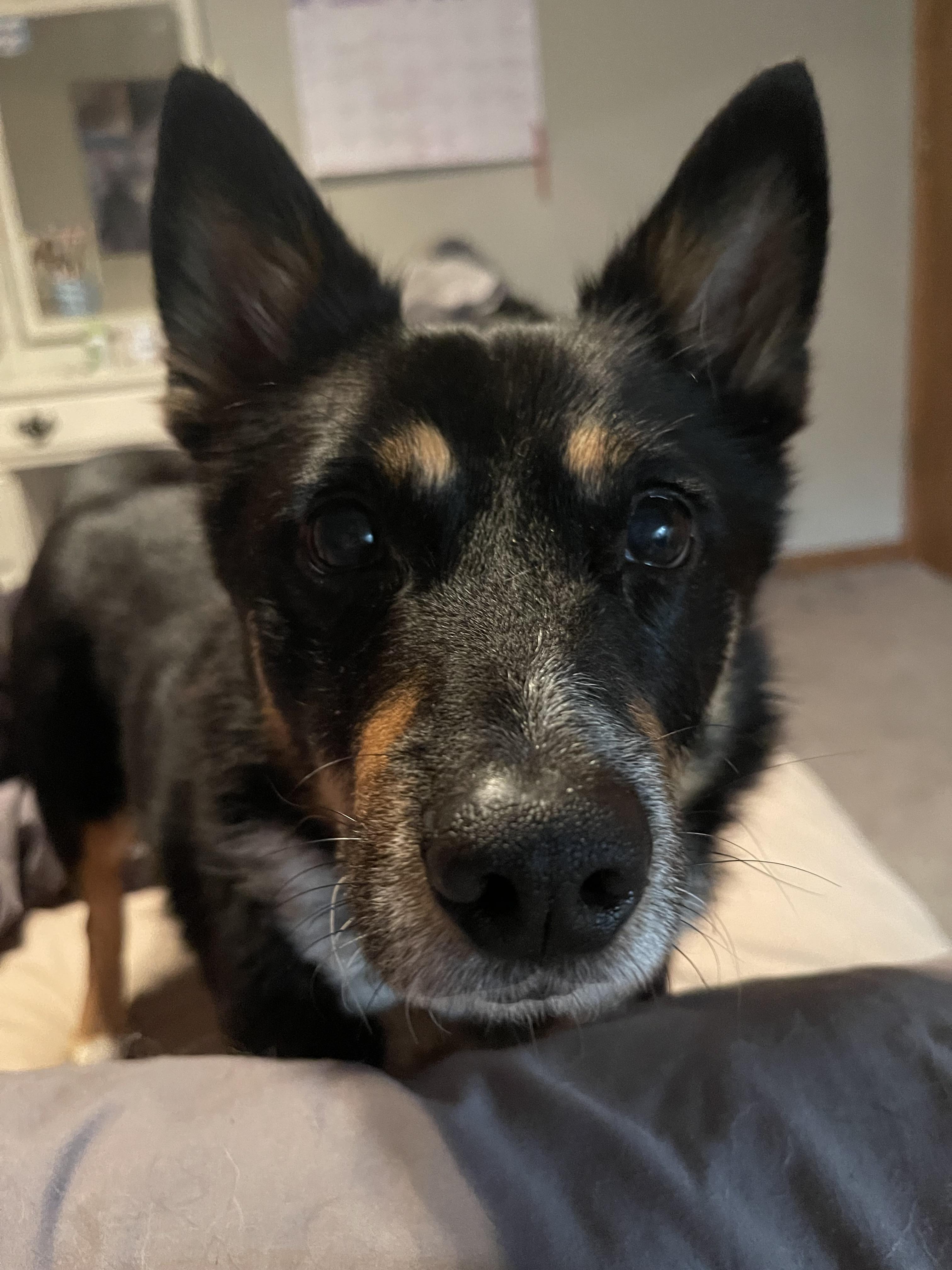 Blinkin, a Adopted mixed breed in Coralville, IA image 1/6