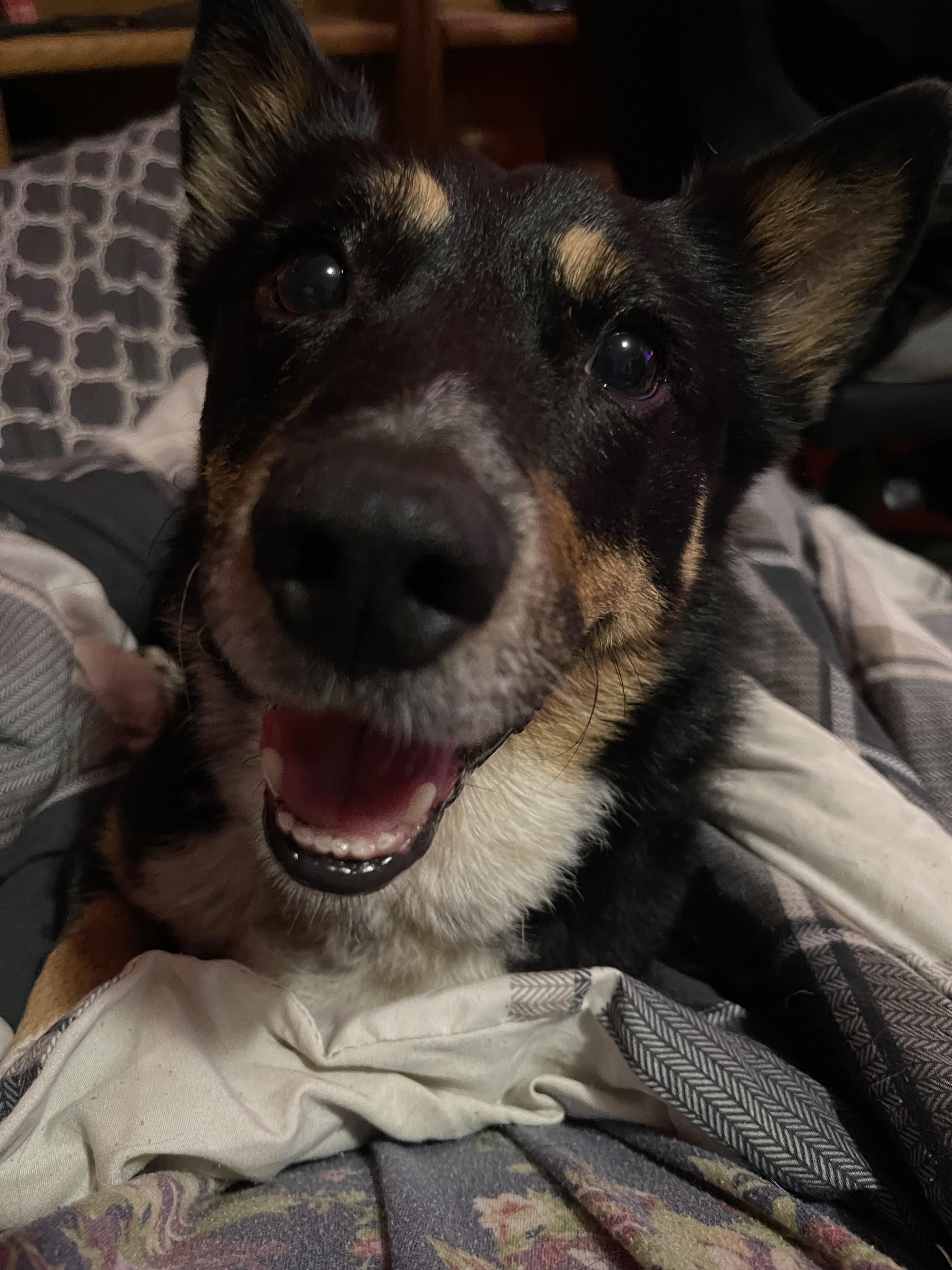 Blinkin, a Adopted mixed breed in Coralville, IA image 2/6