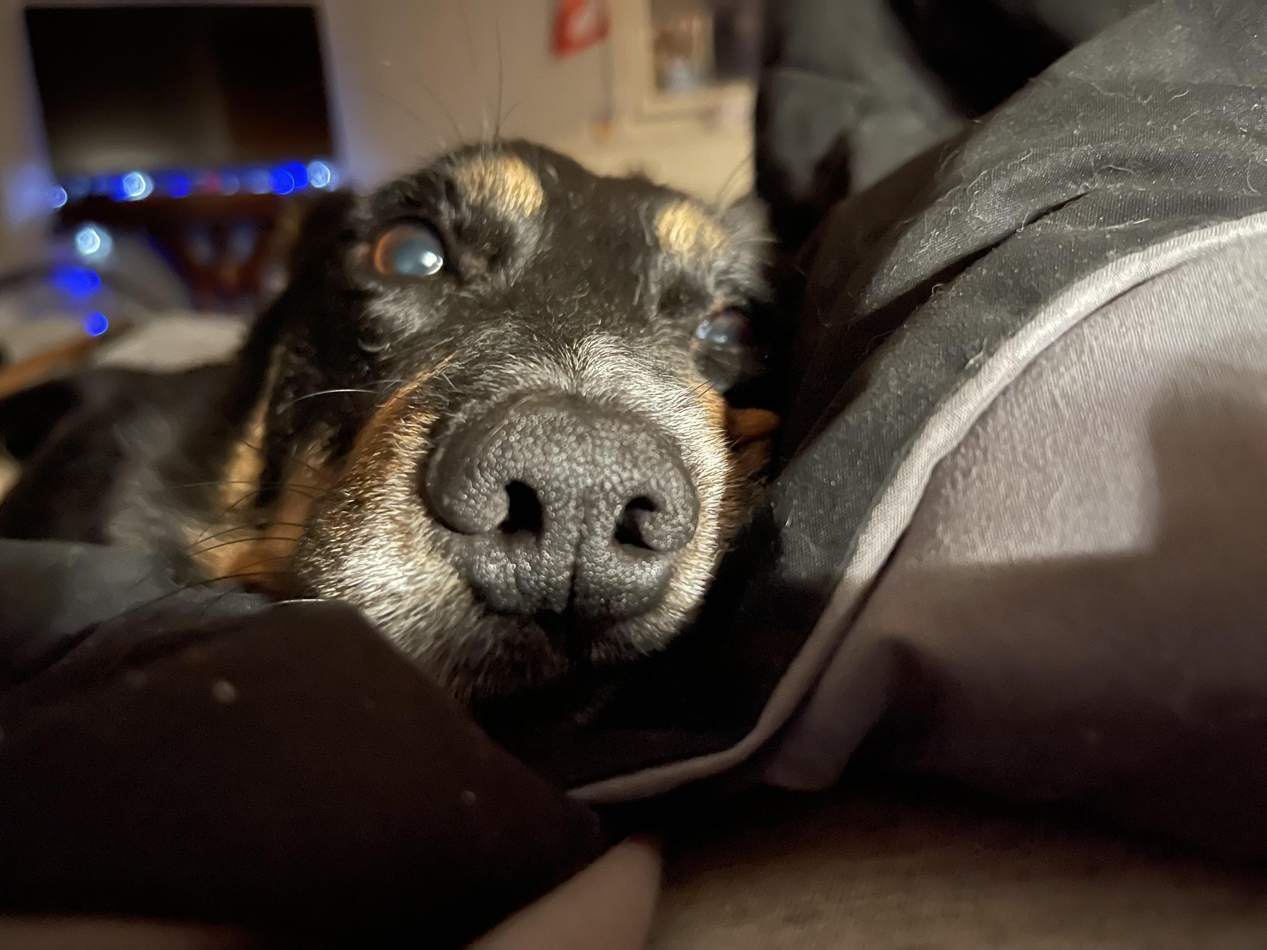 Blinkin, a Adopted mixed breed in Coralville, IA image 3/6