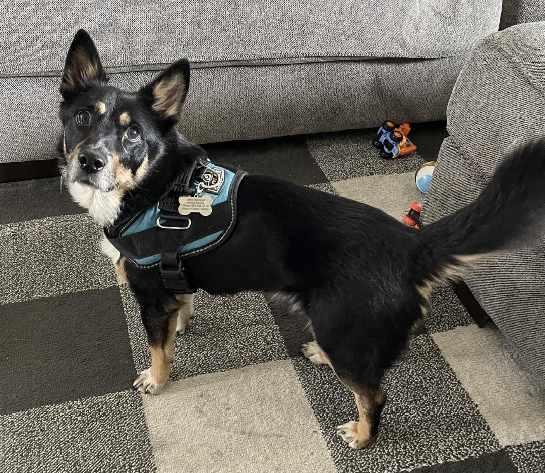 Blinkin, a Adopted mixed breed in Coralville, IA image 4/6