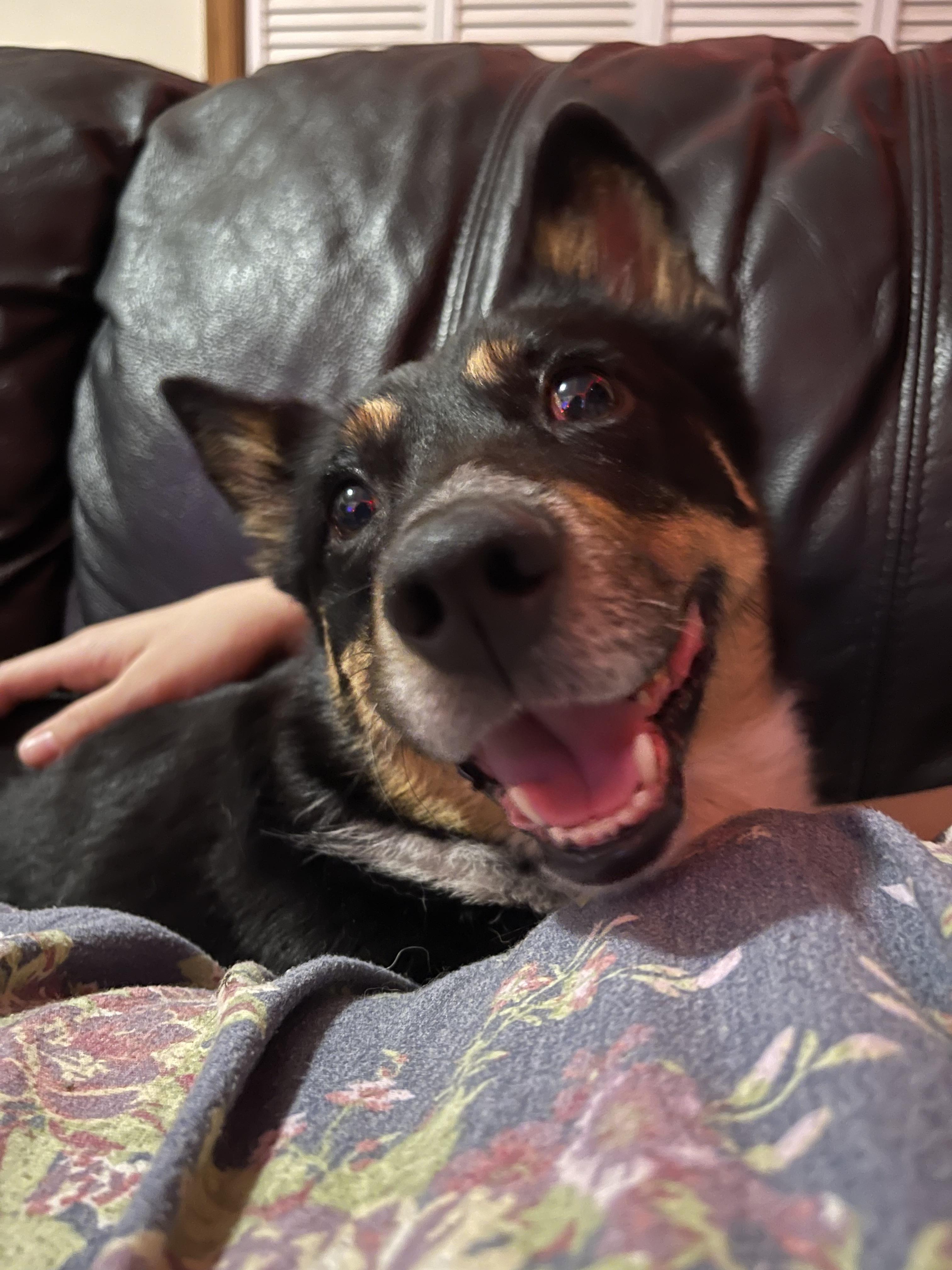 Blinkin, a Adopted mixed breed in Coralville, IA image 5/6