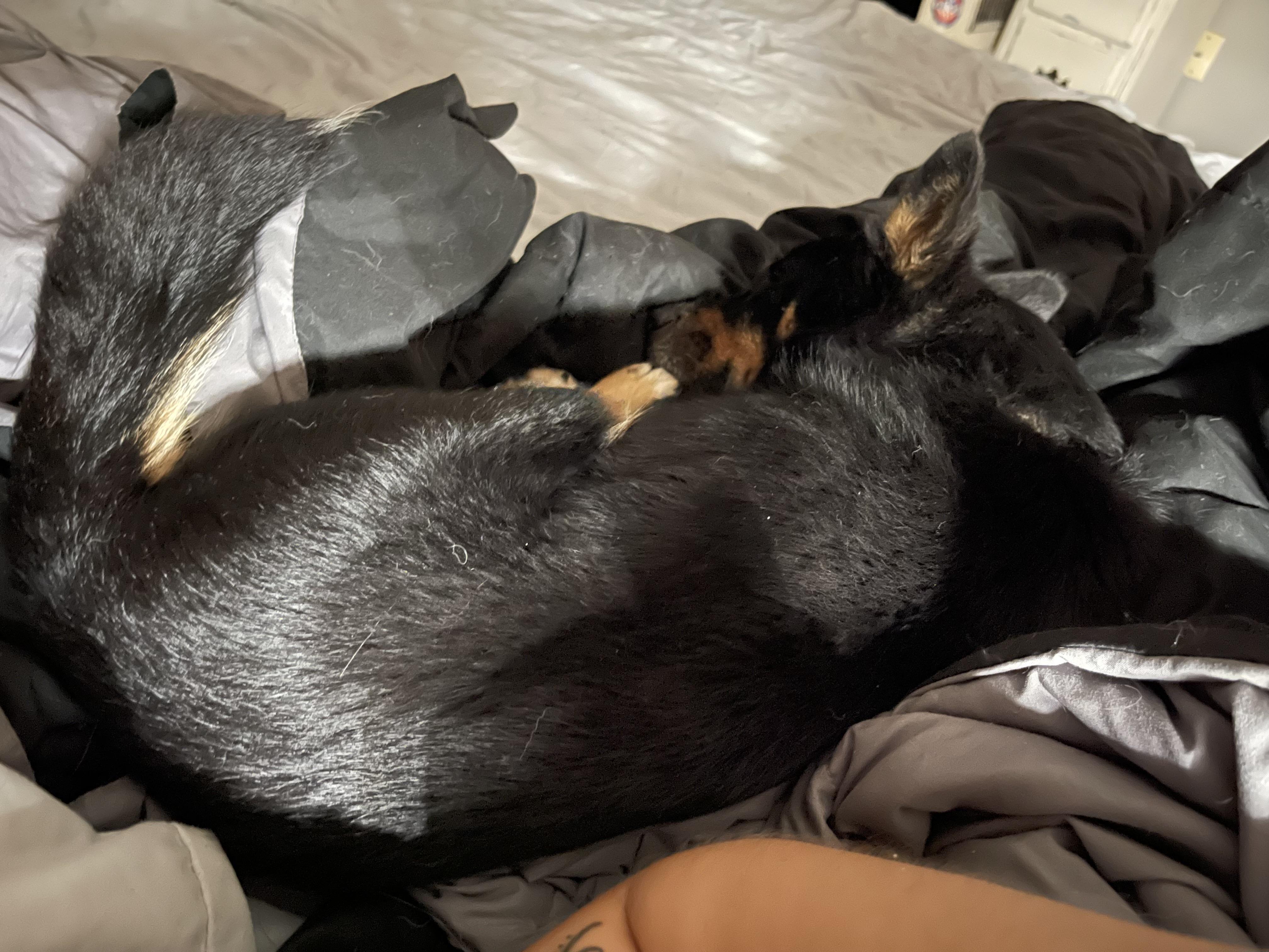 Blinkin, a Adopted mixed breed in Coralville, IA image 6/6