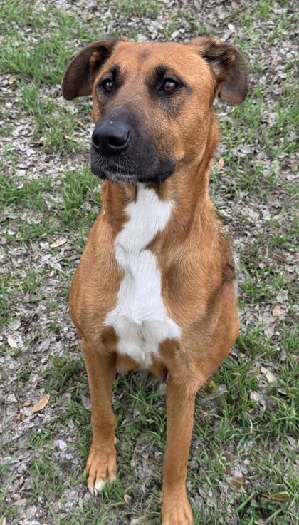 Jasmine — thumbnail 2