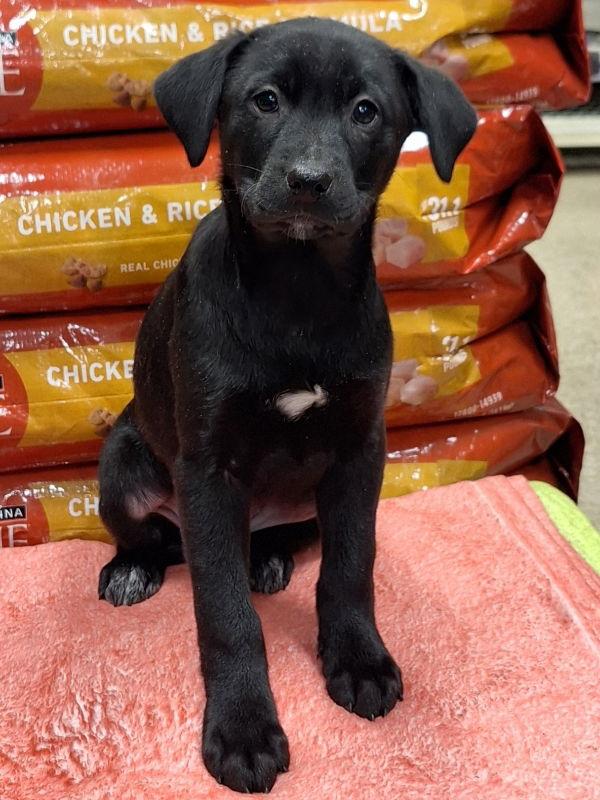 Mistletoe, a Adoptable Labrador Retriever in House Springs, MO image 2/2
