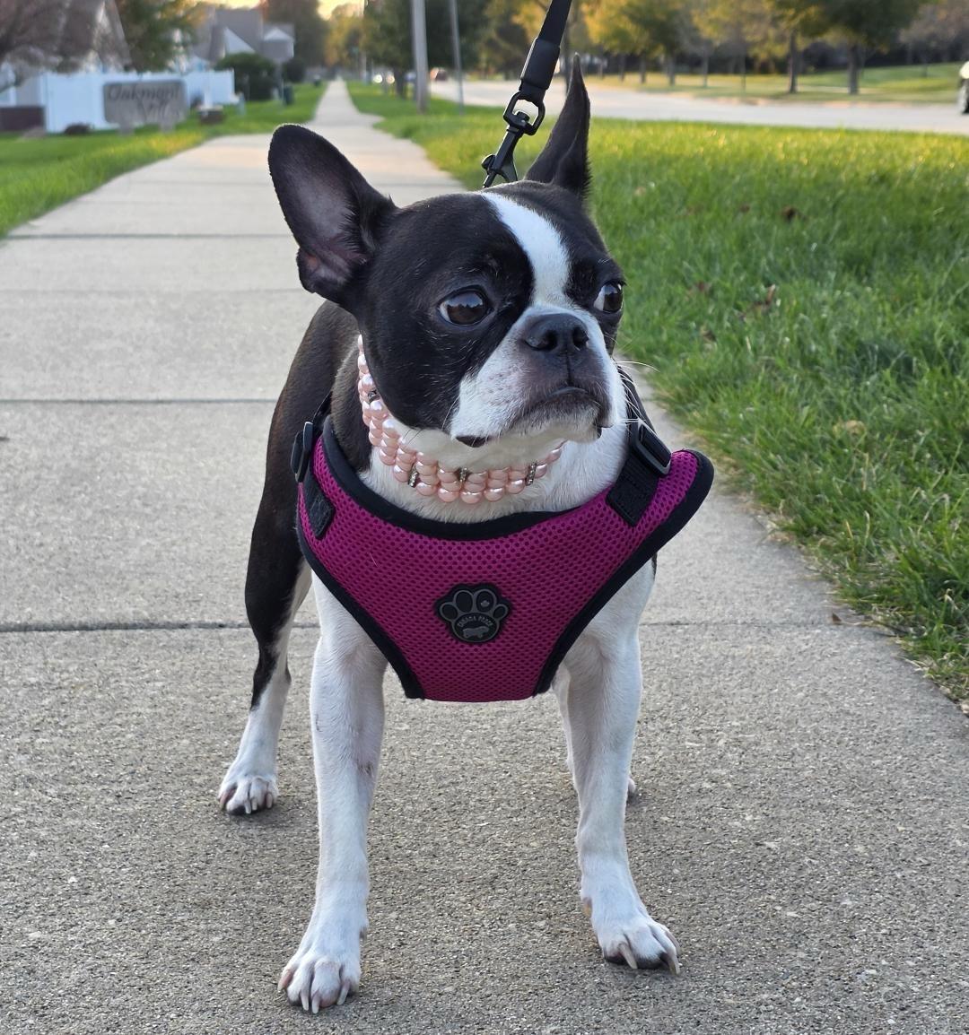 Enlarge Beanie in IA, a Adoptable Boston Terrier in Des Moines, IA image 1/5