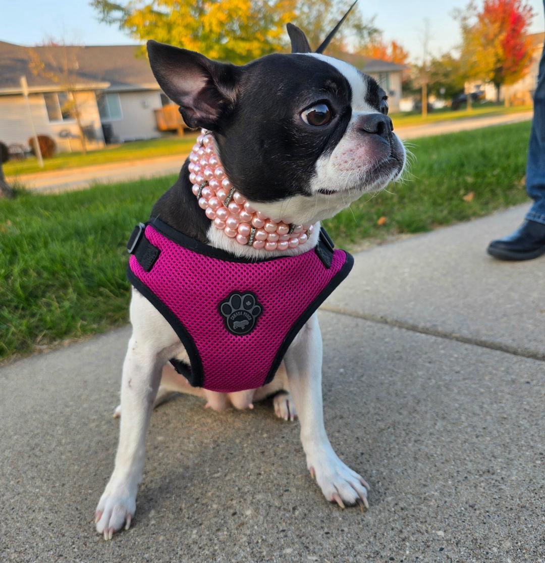 Enlarge Beanie in IA, a Adoptable Boston Terrier in Des Moines, IA image 2/5