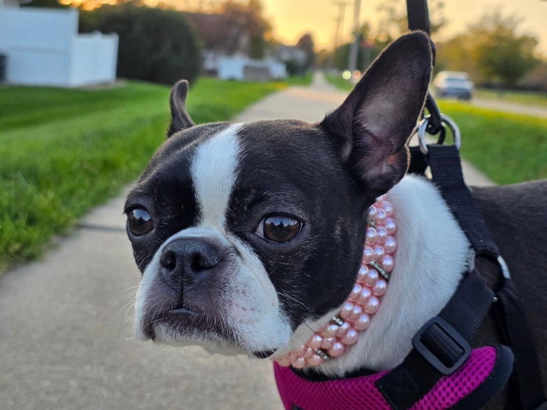 Enlarge Beanie in IA, a Adoptable Boston Terrier in Des Moines, IA image 5/5