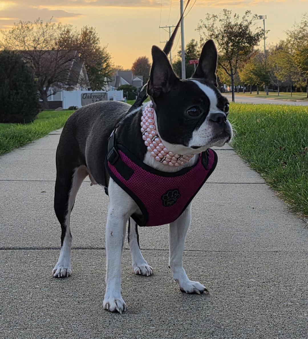 Enlarge Beanie in IA, a Adoptable Boston Terrier in Des Moines, IA image 4/5