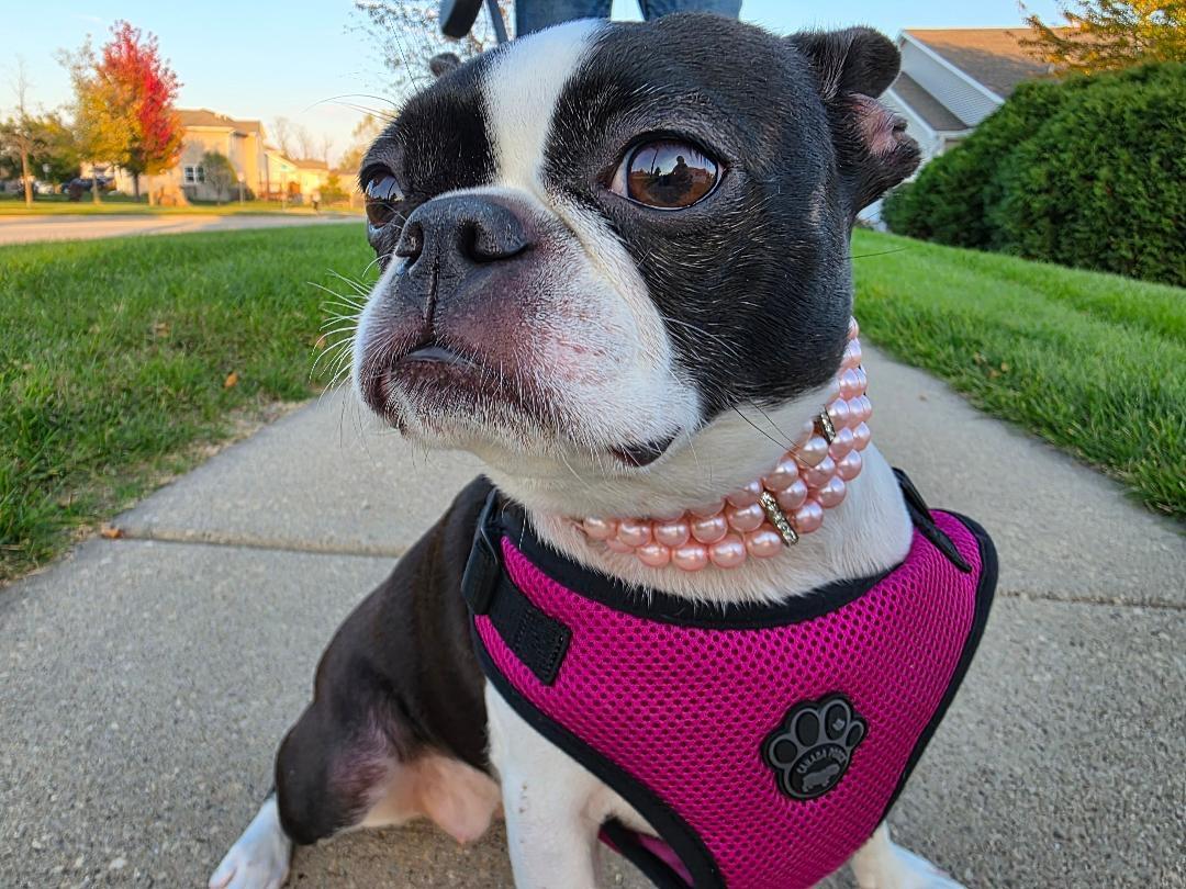 Enlarge Beanie in IA, a Adoptable Boston Terrier in Des Moines, IA image 3/5