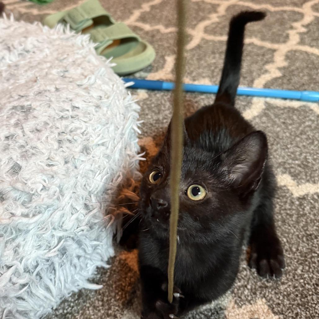 Enlarge Salt, a Adoptable Domestic Short Hair in Wichita, KS image 1/6