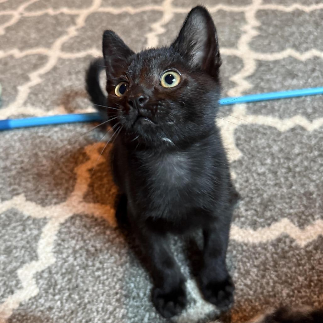Enlarge Salt, a Adoptable Domestic Short Hair in Wichita, KS image 2/6