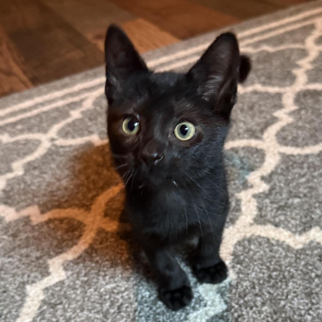 Enlarge Salt, a Adoptable Domestic Short Hair in Wichita, KS image 3/6