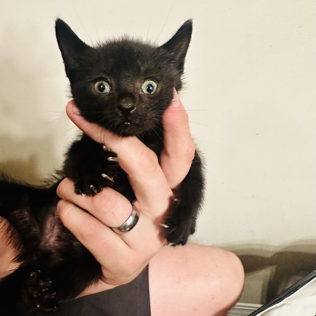 Enlarge Salt, a Adoptable Domestic Short Hair in Wichita, KS image 4/6