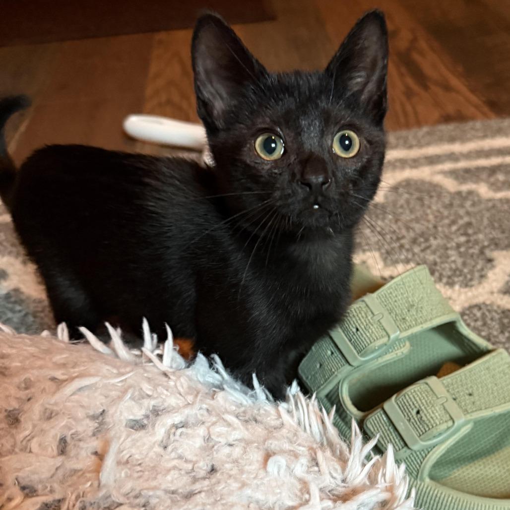 Enlarge Salt, a Adoptable Domestic Short Hair in Wichita, KS image 5/6