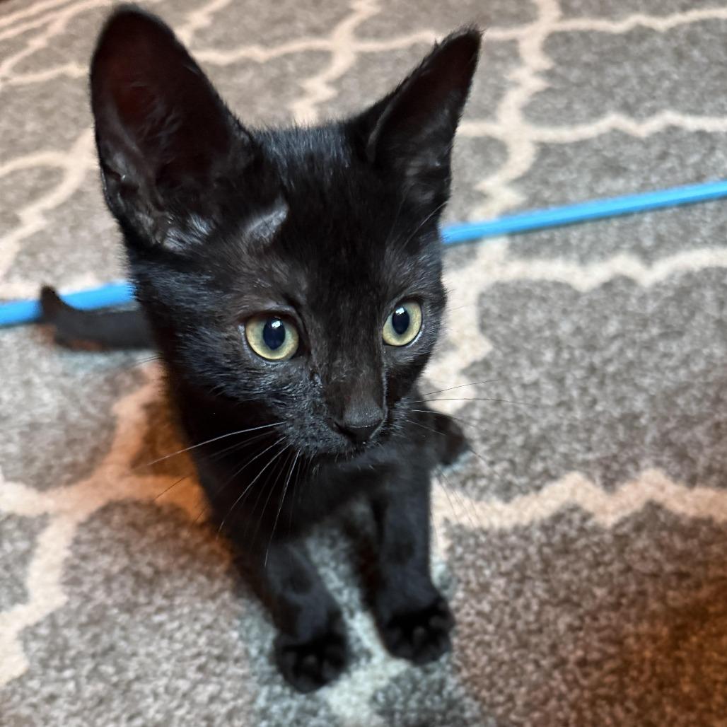 Enlarge Salt, a Adoptable Domestic Short Hair in Wichita, KS image 6/6