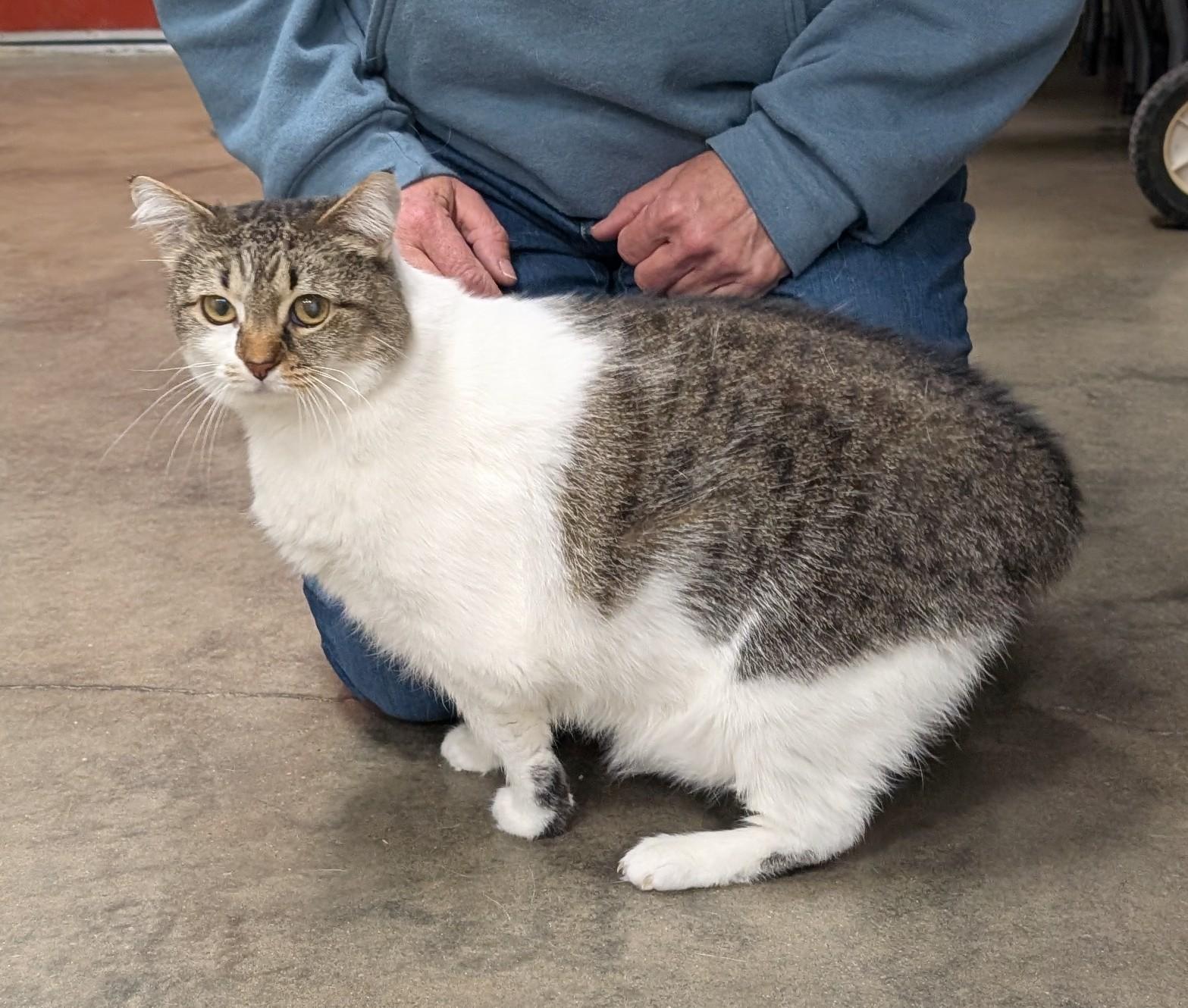 Enlarge Barbie, a ADOPTABLE Domestic Short Hair in Parsons, KS image 1/1