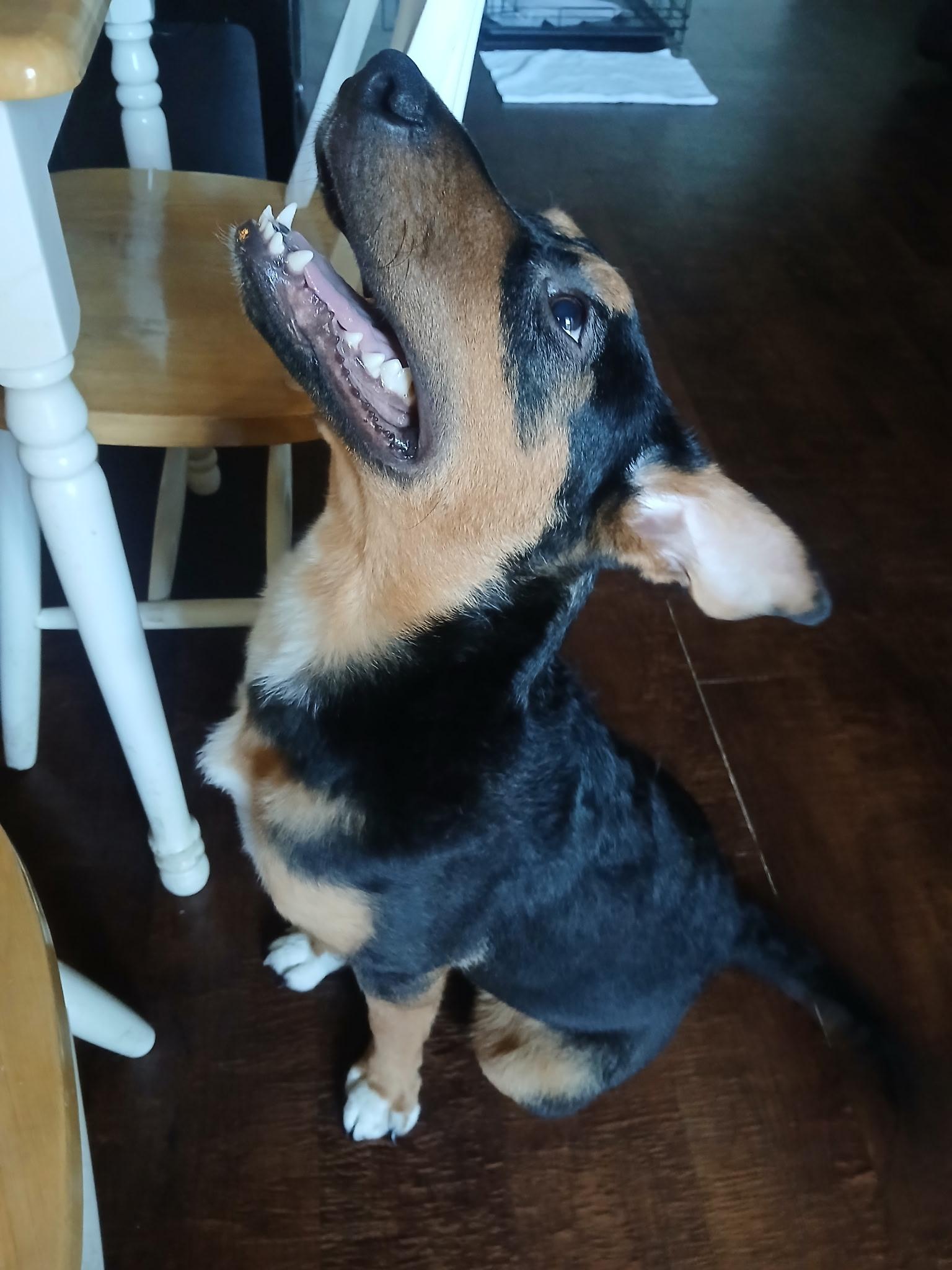 Rocky photo 5