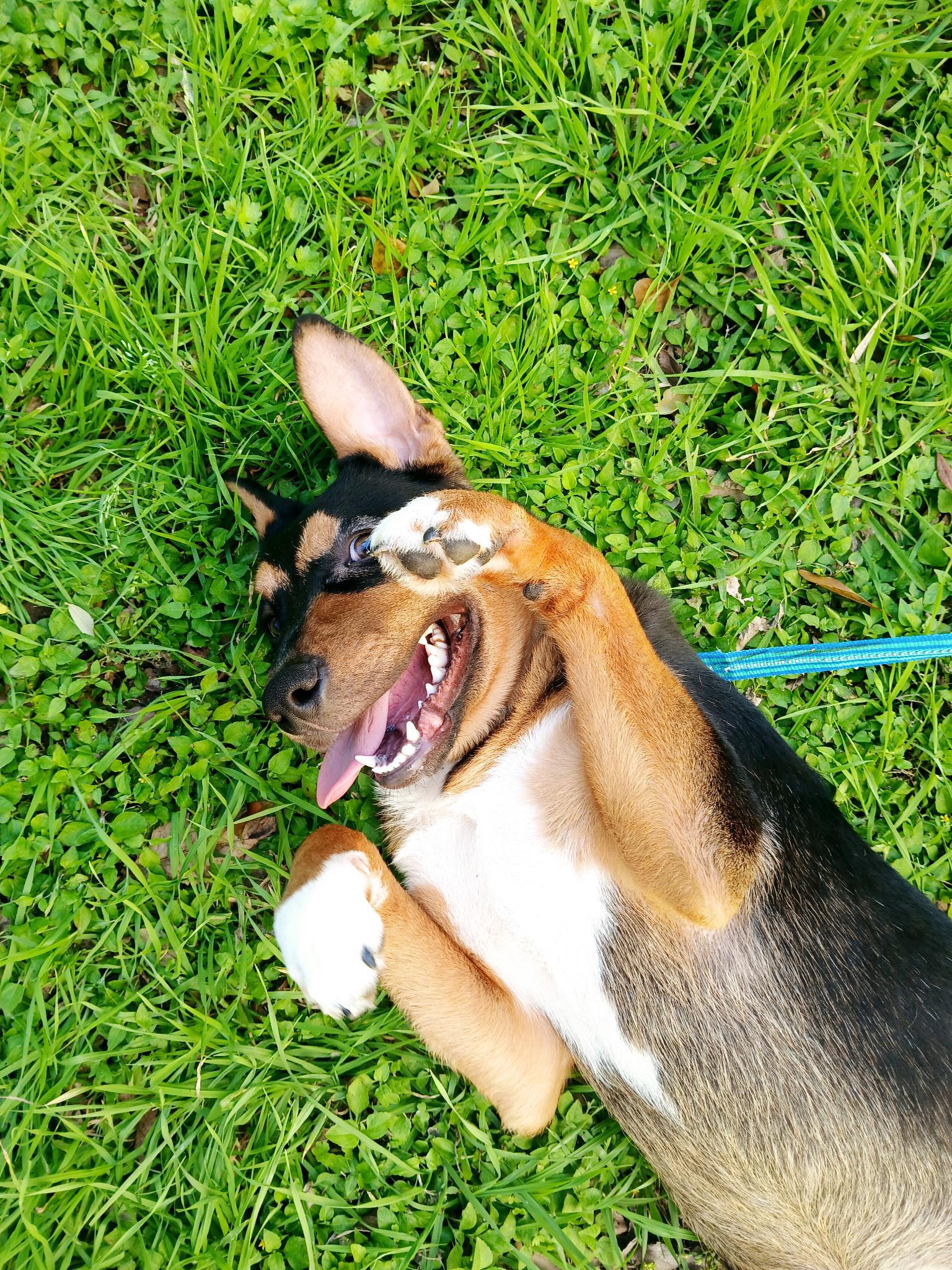 Rocky photo 2