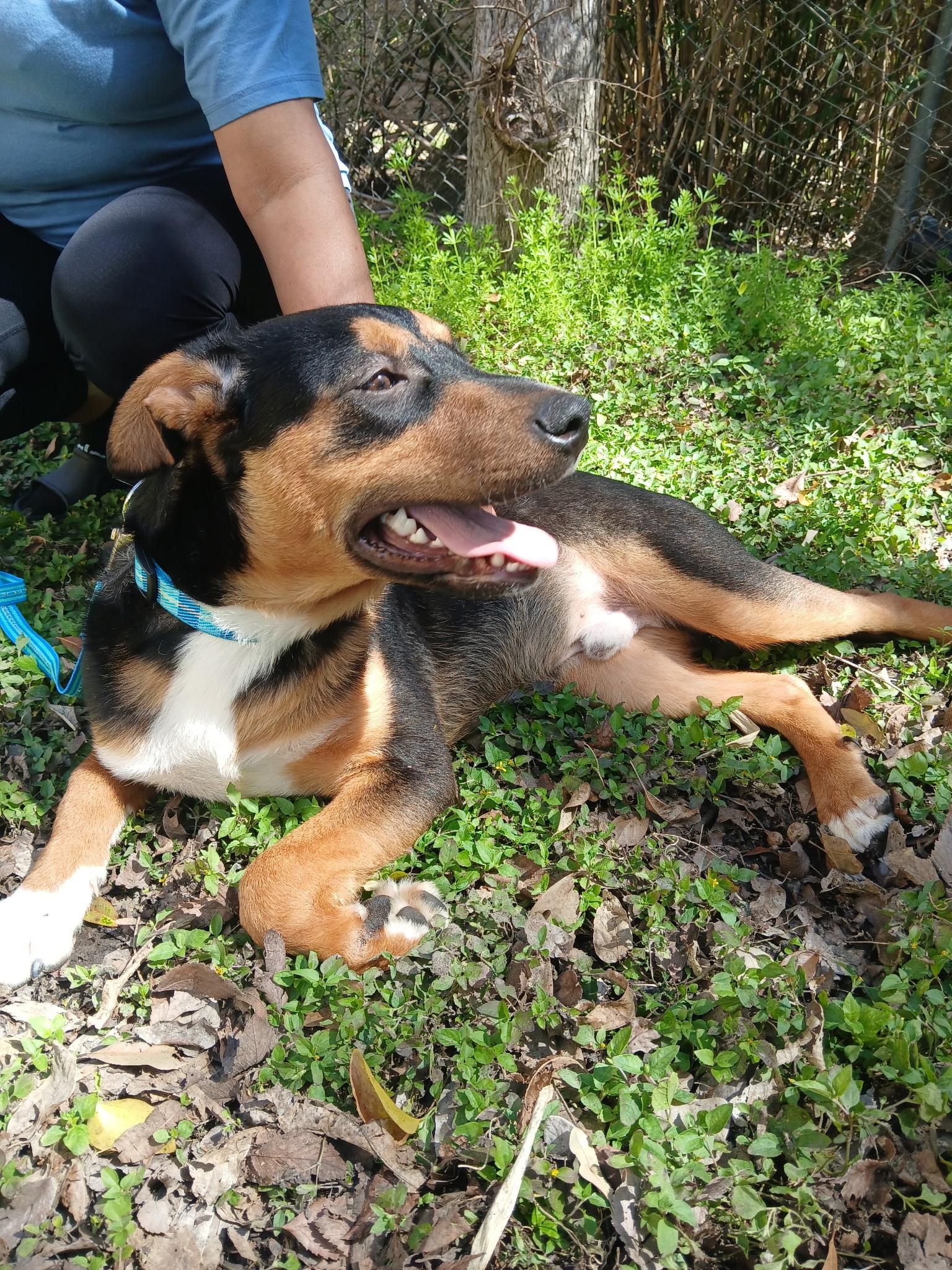 Rocky, Young Male Shepherd