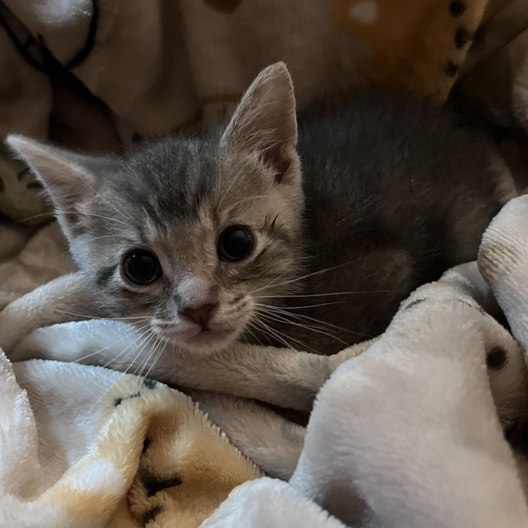 Enlarge Larry Boy, a Adoptable Domestic Medium Hair in Pahoa, HI image 1/6