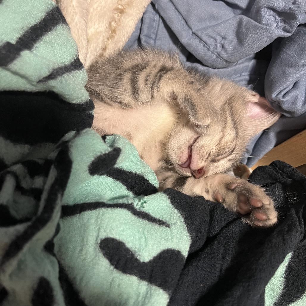 Enlarge Larry Boy, a Adoptable Domestic Medium Hair in Pahoa, HI image 4/6