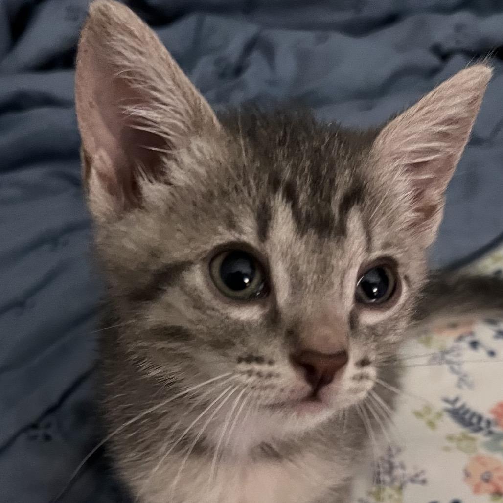 Enlarge Larry Boy, a Adoptable Domestic Medium Hair in Pahoa, HI image 5/6