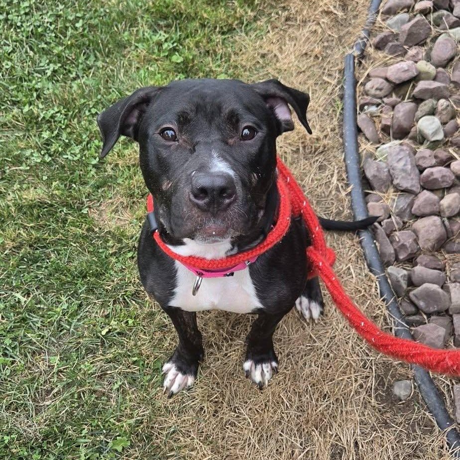 Helena, ADOPTABLE, Young Female Terrier.