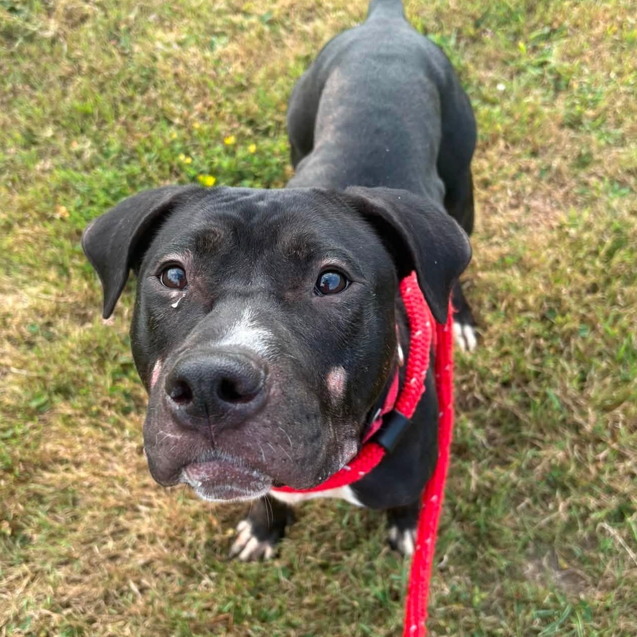 Helena, a ADOPTABLE Terrier in North Syracuse, NY image 2/2