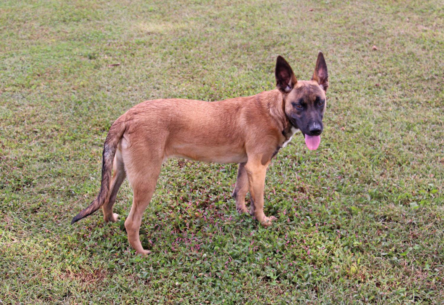 Xena, a Adoptable Belgian Shepherd / Malinois in Savannah, TN image 1/5