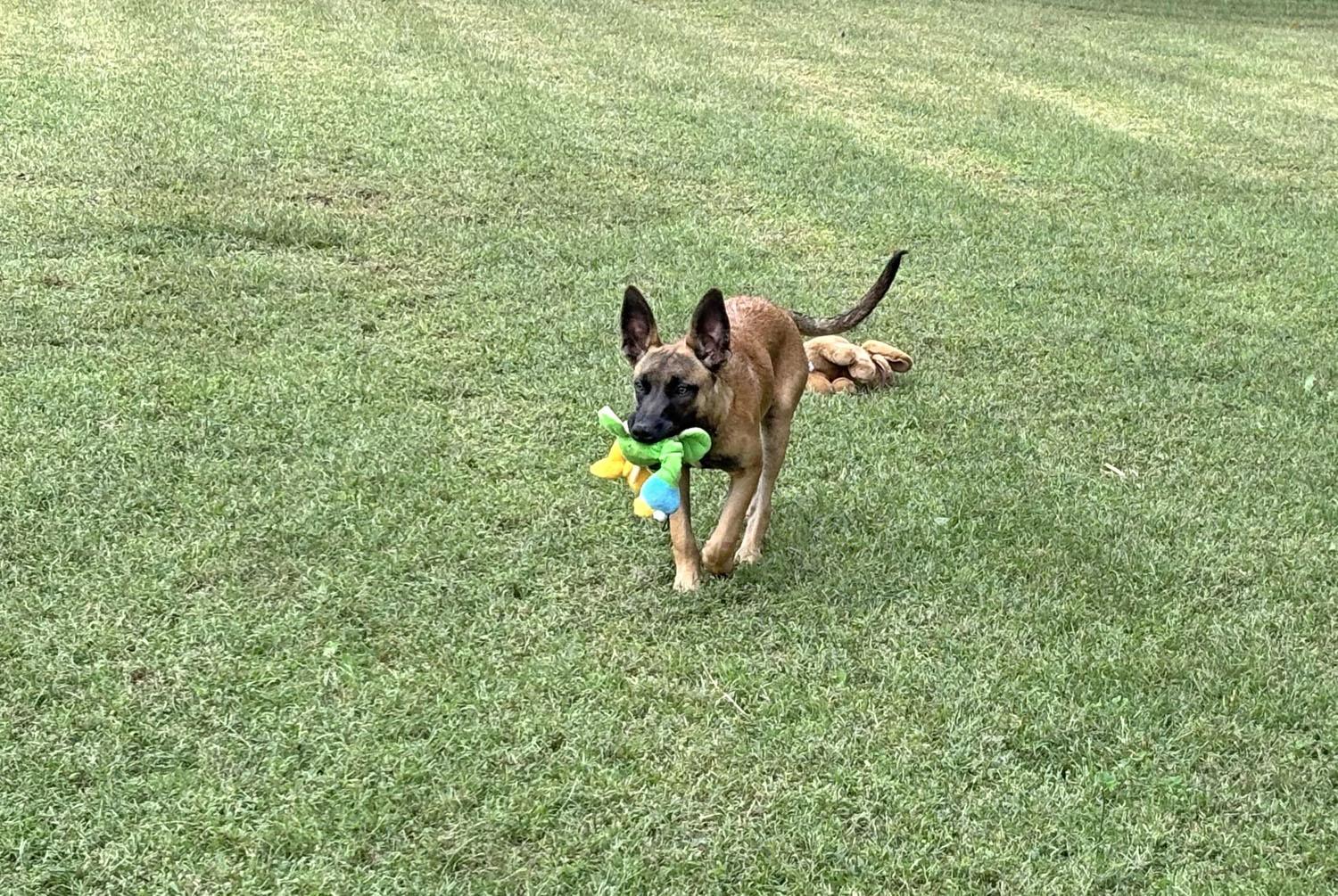 Xena, Adoptable, Young Female Belgian Shepherd / Malinois.