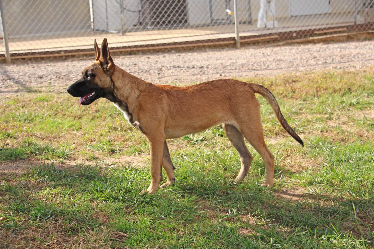 Xena, a Adoptable Belgian Shepherd / Malinois in Savannah, TN image 4/5
