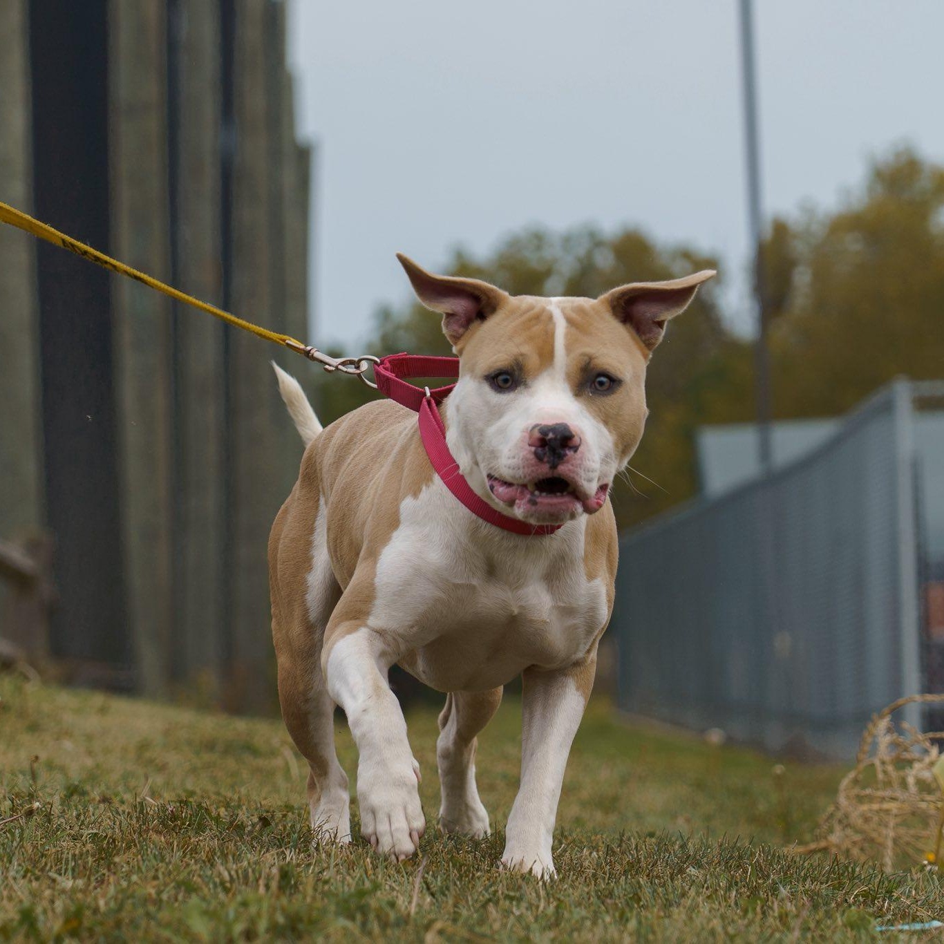 Ray, Adoptable, Young Male Pit Bull Terrier.
