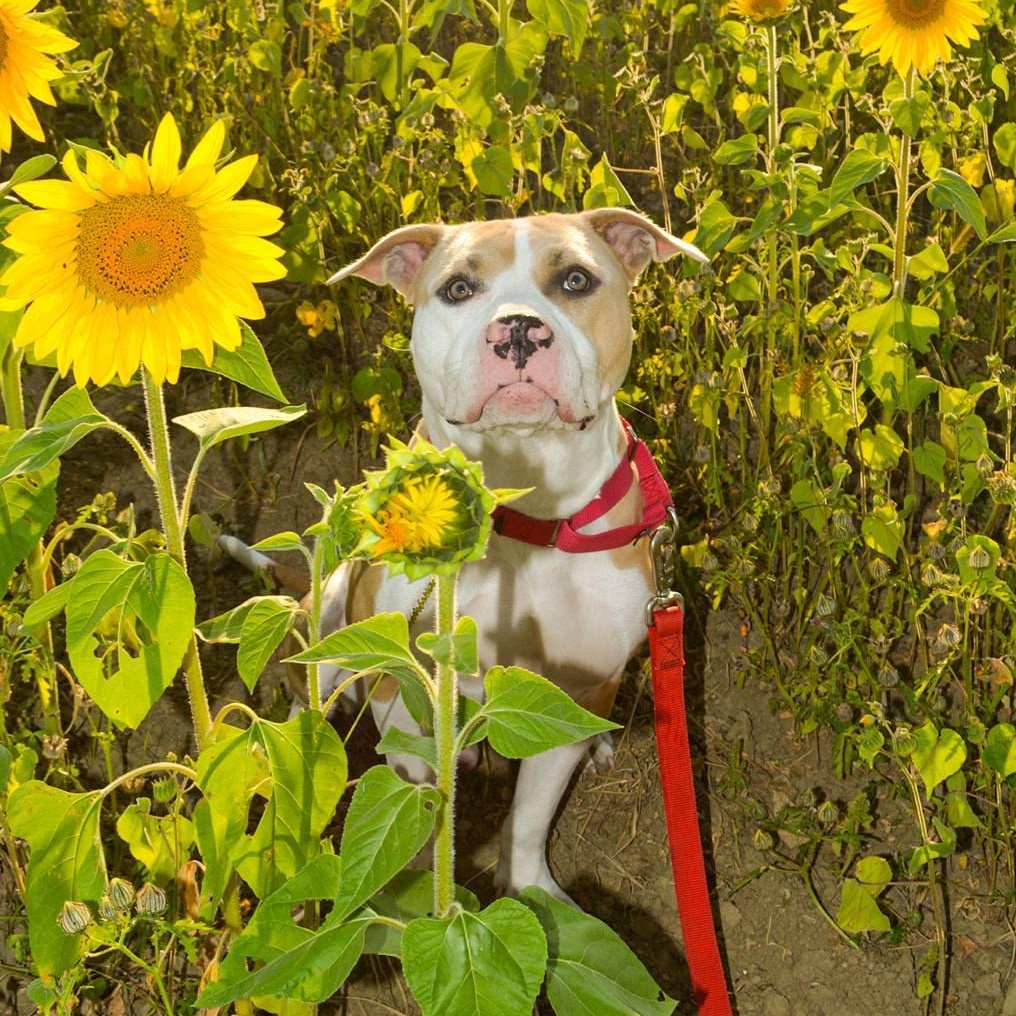 Enlarge Ray, a Adoptable mixed breed in Grafton, OH image 2/6